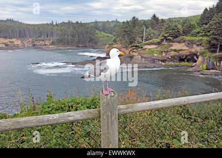 Eine Möwe sitzt auf einem Zaun in der Nähe des Pazifischen Ozeans entlang der Pazifikküste von Oregon in einem State Park. Stockfoto