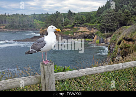 Eine Möwe thront auf einem Zaun an einem State Park Overlook entlang der Pazifikküste von Oregon. Stockfoto