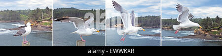 Eine Möwe sitzt auf einem Zaunpfahl ausziehen für Flug gegen den Wind. Stockfoto