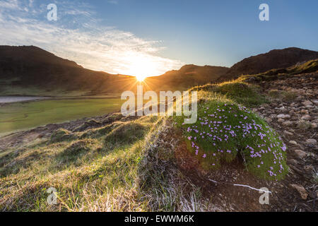 Sonnenuntergang hinter den Bergen leuchten einige Felder und Wiesen im Frühsommer in der Arktis Stockfoto