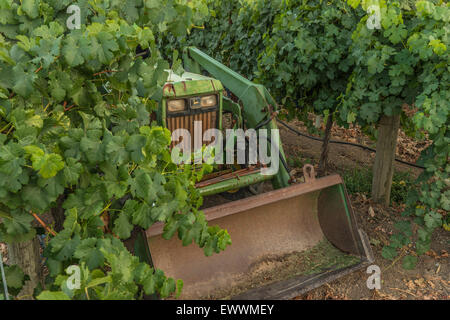 Frontlader, die alten grünen Traktor im Weinberg Stockfoto