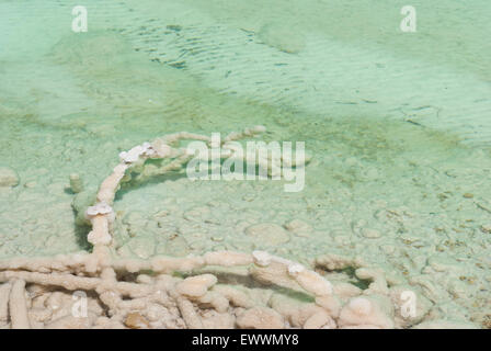 Ein Ast liegend bedeckt mit Salz im seichten Wasser des Toten Meeres, Israel. Stockfoto