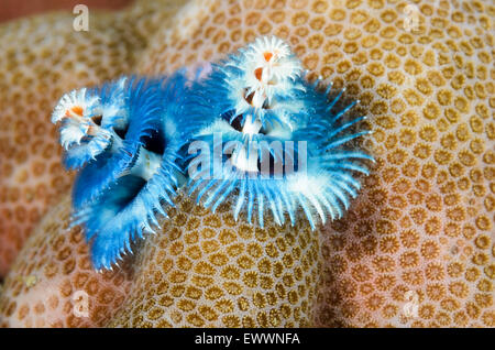 Weihnachtsbaum-Wurm, Spirobranchus SP., Anilao, Batangas, Philippinen, Pazifik Stockfoto