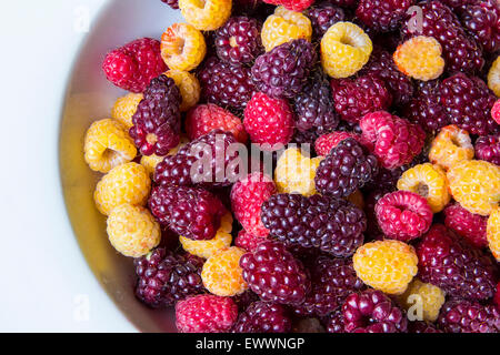 Eine weiße Schüssel mit frisch gepflückten Tayberries, rote Himbeeren und gelbe Himbeeren Stockfoto