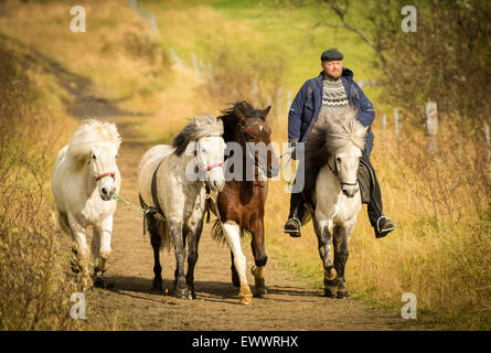 Jährliche Schafe Roundup. Isländische Mann Reitpferd. Stockfoto