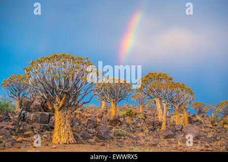 Keetmanshoop, Namibia - Köcherbaumwald mit Regenbogen über Kopf auf dem Spielplatz der Riesen Stockfoto