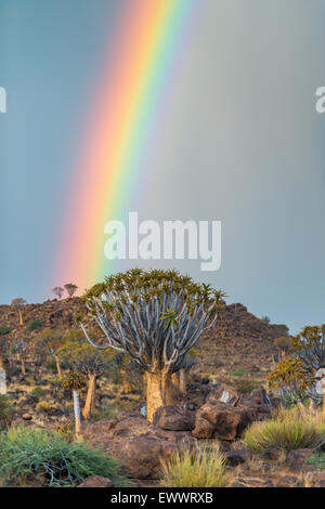 Keetmanshoop, Namibia - Köcherbaumwald mit Regenbogen über Kopf auf dem Spielplatz der Riesen Stockfoto