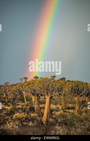 Keetmanshoop, Namibia - Köcherbaumwald mit Regenbogen über Kopf auf dem Spielplatz der Riesen Stockfoto