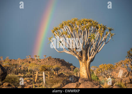 Keetmanshoop, Namibia - Köcherbaumwald mit Regenbogen über Kopf auf dem Spielplatz der Riesen Stockfoto