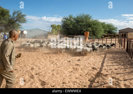 Namibia - Dorper Schafe auf der Farm in Afrika Stockfoto