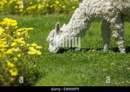 Baby Lama füttern auf Rasen mit gelben Blüten umgeben. Stockfoto