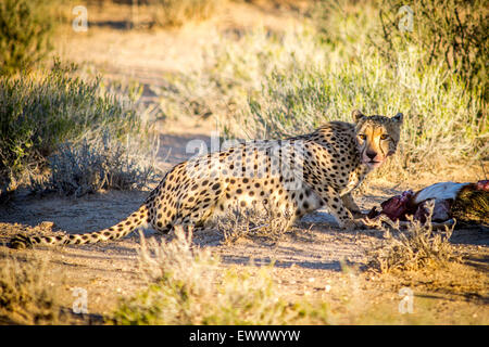 Kgalagadi Transfrontier Park, Südafrika - Gepard (Acinonyx Jubatus) Fütterung auf Springbock töten Stockfoto