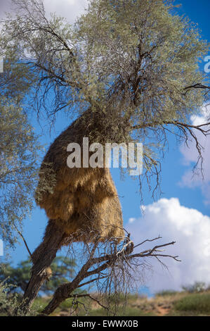 Südafrika - Massive Webervogel nisten überholen Baum in Afrika Stockfoto