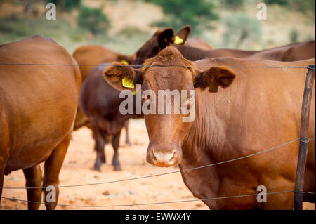 Namibia - Rinder auf Farm in Afrika Stockfoto