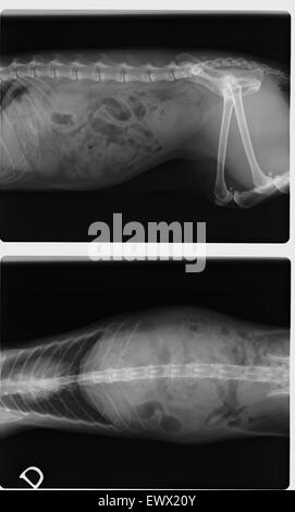 Seiten- und Draufsicht des negativen Röntgen der Wirbelsäule, Brust, Bauch, Becken und Oberschenkel Knochen einer Katze weiblich 13 Jahre alt Stockfoto