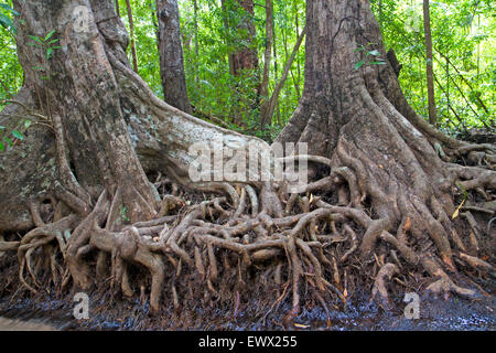 Strebepfeiler und Baum Wurzeln in einer Tasche des Regenwaldes im Kakadu National Park Stockfoto