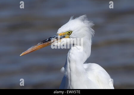 Porträt von Western Reef Silberreiher am Strand von Sharm el-Sheikh von Rotes Meer, Sinai, Ägypten Stockfoto