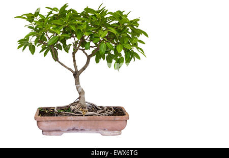 Kleine Bonsai-Baum in Keramiktopf isoliert auf weißem Hintergrund und Clipping-Pfad Stockfoto