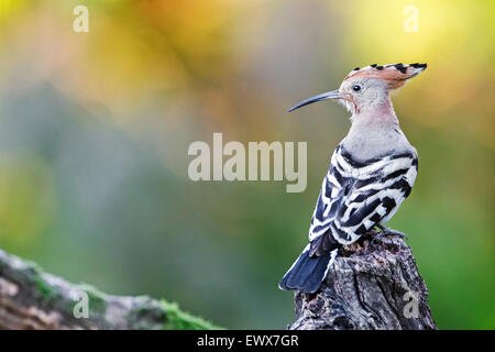 Wiedehopf (Upupa Epops), Weiblich, Toskana, Italien Stockfoto