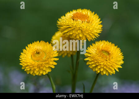 Goldene ewig oder Strawflower (Helichrysum Bracteatum), Baden-Württemberg, Deutschland Stockfoto