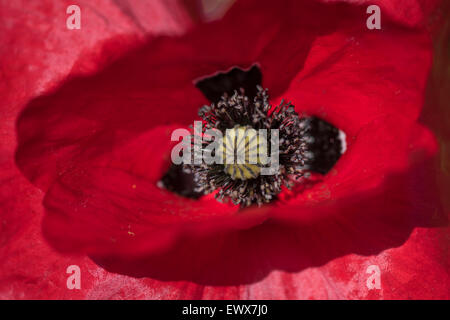 Gemeinsamen Mohn (Papaver Rhoeas), Baden-Württemberg, Deutschland Stockfoto