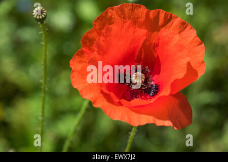 Gemeinsamen Mohn (Papaver Rhoeas), Baden-Württemberg, Deutschland Stockfoto