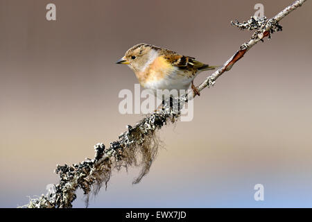 Bergfink (Fringilla Montifringilla), weibliche auf Ast, Hedmark, Norwegen Stockfoto