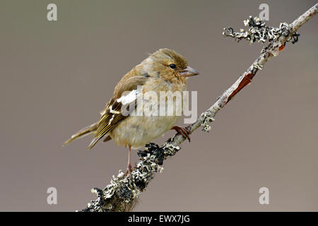 Gemeinsamen Buchfinken (Fringilla Coelebs), weibliche auf Ast, Hedmark, Norwegen Stockfoto