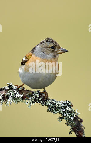 Bergfink (Fringilla Montifringilla), weibliche auf Ast, Hedmark, Norwegen Stockfoto