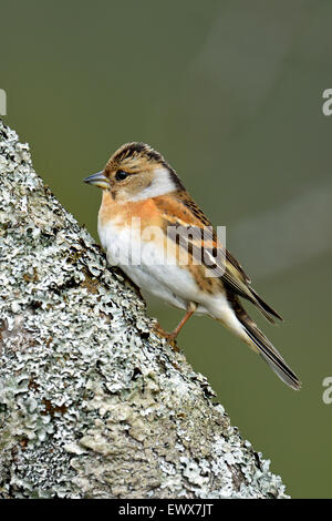 Bergfink (Fringilla Montifringilla), weibliche sitzend auf Baumstamm, Hedmark, Norwegen Stockfoto