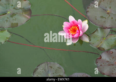 Rosa Seerose (Nymphaea SP.), Schweiz Stockfoto