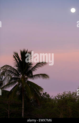 Full Moon rising über den Palmen von Playa Tamarindo in Guanacaste, Costa Rica. Der Himmel ist bunt bei Sonnenuntergang Stockfoto