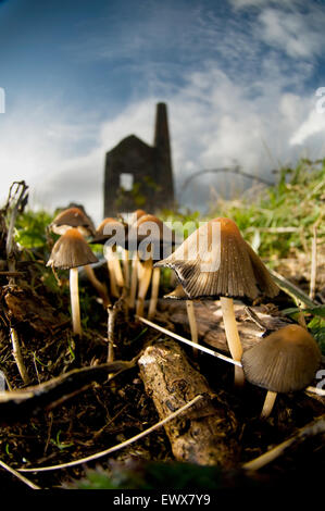 Alte Zinn-Minen in Redruth, Cornwall Stockfoto