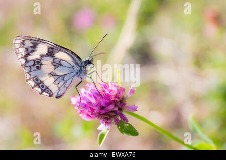 Weißer Schmetterling auf rosa Blume Stockfoto
