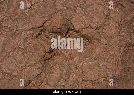 Dinosaurier-Fußabdruck in einem lithified Schlamm Stockfoto