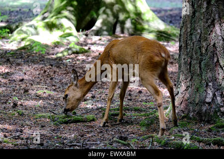 Junge Rehe im New Forest Hampshire Vereinigtes Königreich Stockfoto