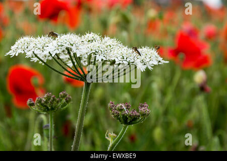 Kuh Petersilie mit Mohnblumen in einem Feld in Somerset, in der Nähe von Bristol, England, UK Stockfoto