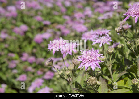 Flora von Gran Canaria, pterocephalus Dumetorum, Berg scabious Stockfoto