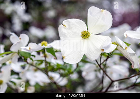 Cornus ist eine Gattung von Gehölzen in der Familie Cornales, allgemein bekannt als Hartriegel Stockfoto