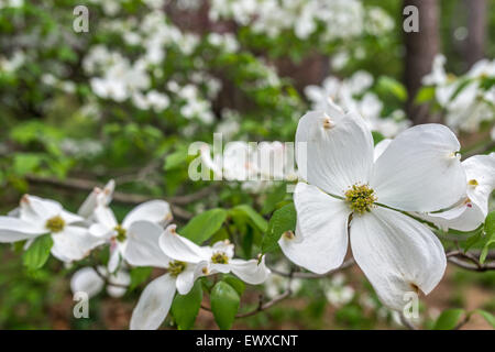 Cornus ist eine Gattung von Gehölzen in der Familie Cornales, allgemein bekannt als Hartriegel Stockfoto