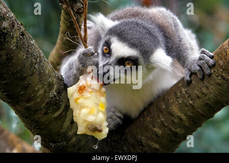 Ein Ring tailed Lemur kühlt mit einem Obst gefüllt Eis am Stiel im Cotswold Wildlife Park auf die heißesten Juli Tage seit neun Jahren Stockfoto