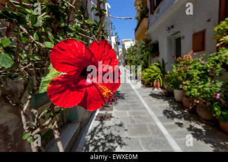 Rethymno Straße Gasse Kreta Griechenland Hibiscus Rosa sinensis rot Europa Stockfoto