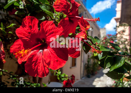 Rote Rose Malven Blume, Rethymno Altstadt Straße, Kreta Blumen Griechenland Hibiscus Rosa sinensis Stockfoto