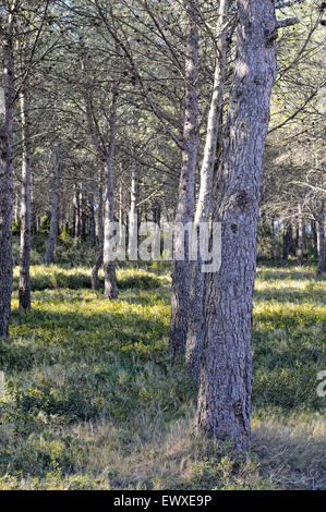 Aleppo-Kiefern, Pinus Halepensis, im Montgrí, Medes-Inseln und Baix Ter Natural Park. Girona. Katalonien. Spanien. Stockfoto