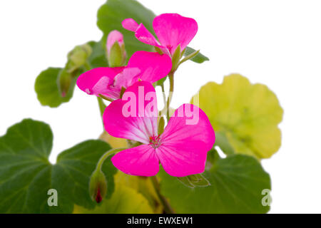 kleine rosa Blumen Stockfoto