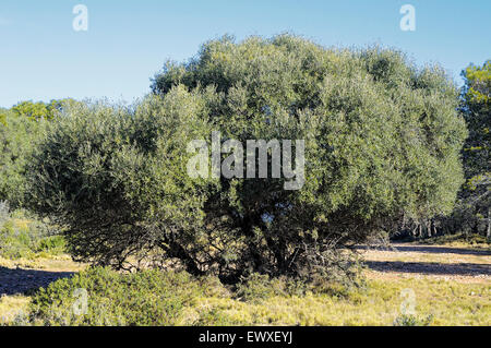 Wilden Olivenbaum, Olea Europaea var. Sylvestris im Montgrí, Medes-Inseln und Baix Ter Natural Park. Girona. Katalonien. Spanien Stockfoto