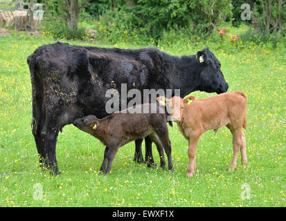 Baby-Kälber von der Mutter im Feld Scholes Yorkshire Großbritannien Spanferkel Stockfoto