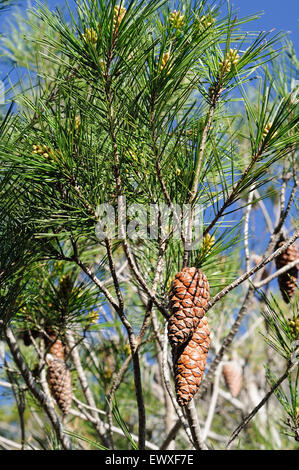 Details des Conus von Pinus Halepensis. Montgrí, Medes-Inseln und Baix Ter Naturpark. Girona. Katalonien. Spanien Stockfoto