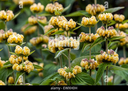 Phlomis russeliana Jerusalem Sage blüht im Frühsommer Stockfoto