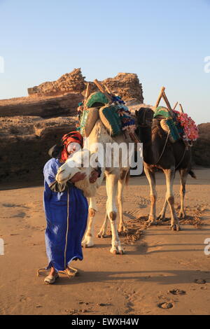 Einen Sonnenuntergang Kamelritt am Strand in Essaouira, das befestigte Küstenstadt, in Marokko, Nordafrika Stockfoto